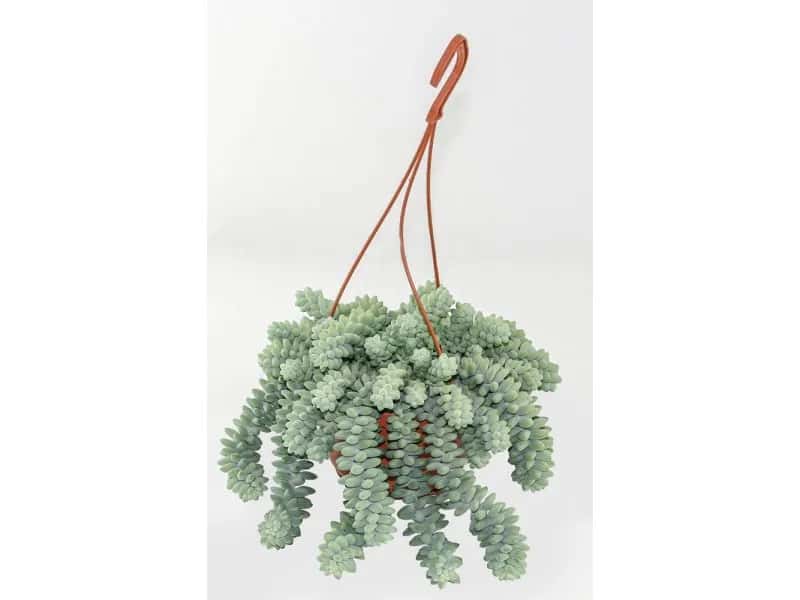 Kwiat burrito - egzotyczny składnik w mieszankach herbacianych