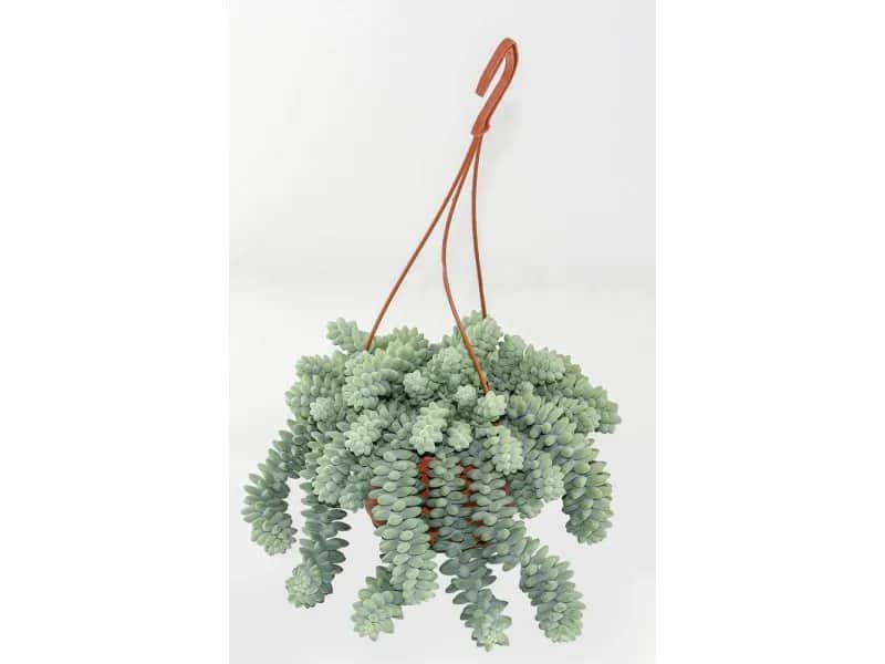 Kwiat burrito - egzotyczny składnik w mieszankach herbacianych