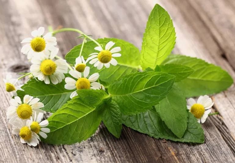 Najlepsze herbaty na jelita: 8 naturalnych sposobów na zdrowy brzuch