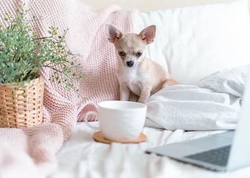 Czy psy mogą pić herbatę: Bezpieczne napary i zagrożenia dla pupila