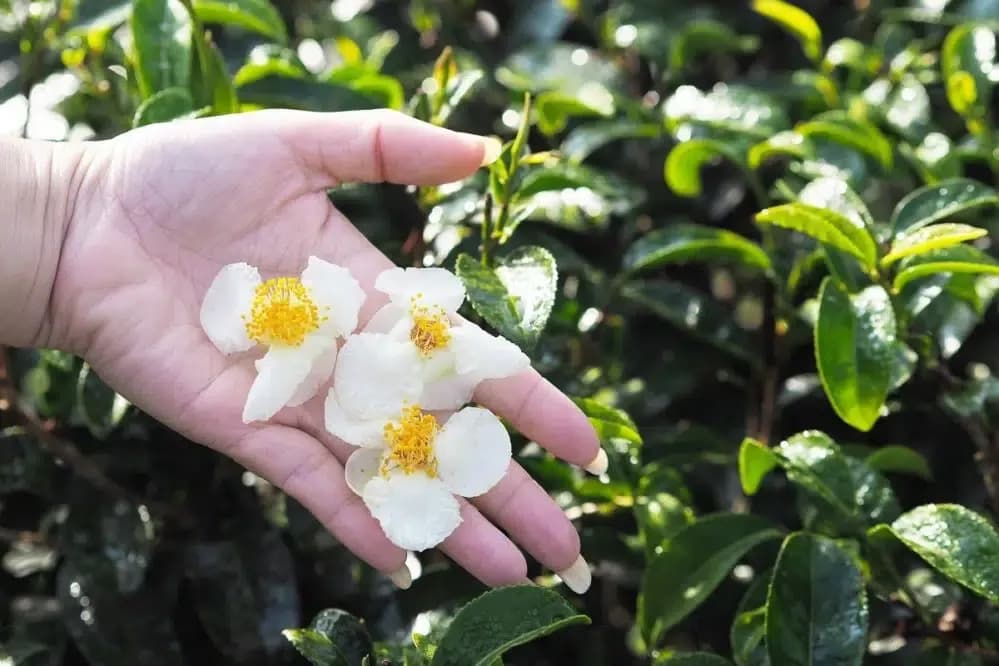 Jak uprawiać drzewko herbaciane w domu? Sadzonki i porady