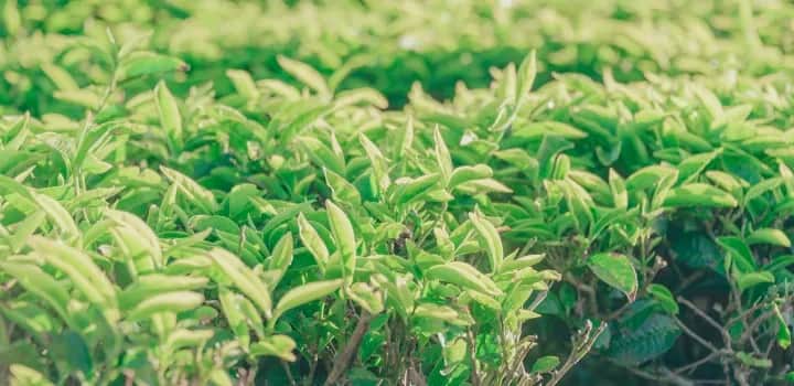 Herbaciany krzew - jak uprawiać i pielęgnować go w domowych warunkach