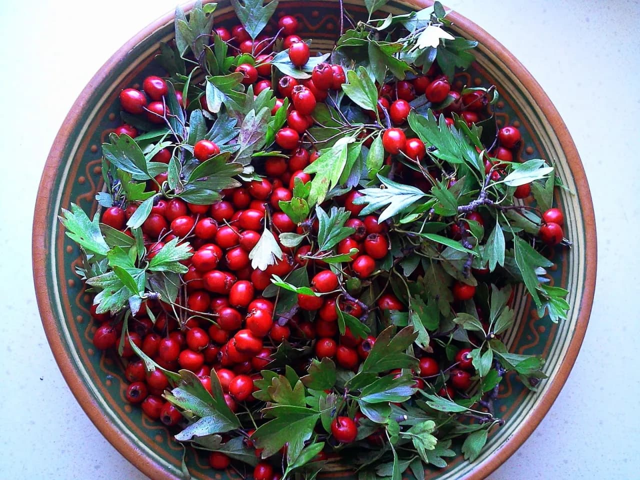 Jak prawidłowo suszyć głóg na herbatę: najlepsze sposoby i metody suszenia
