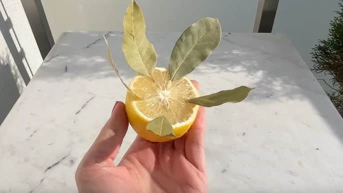 Zastosowanie liści cytryny w kuchni i nie tylko - poradnik