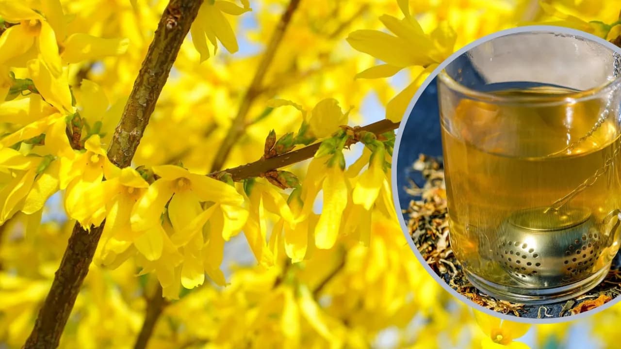 Gdzie kupić herbatę z forsycji: 5 najlepszych sklepów z naturalnymi ziołami