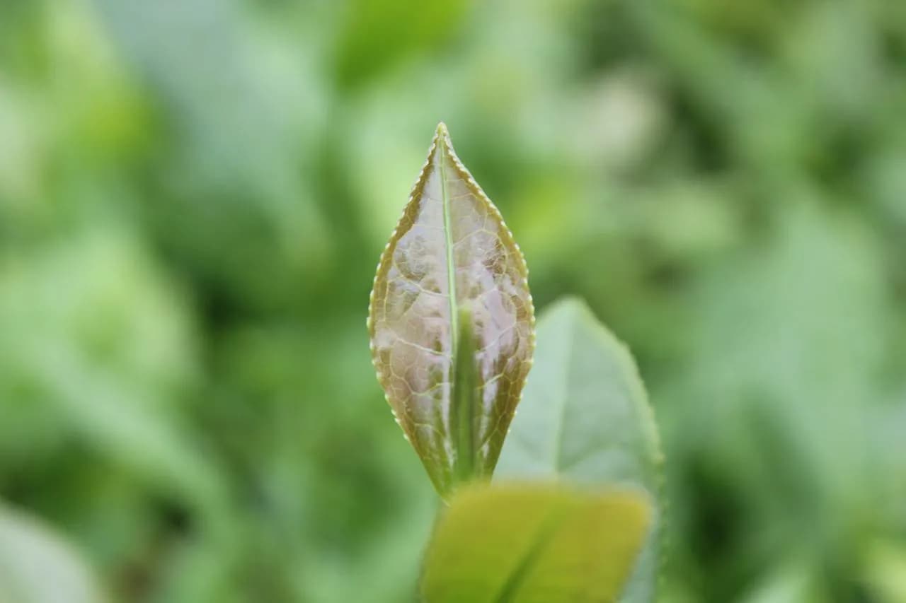 Gdzie kupić herbatę ulung - najlepsze sklepy stacjonarne i internetowe