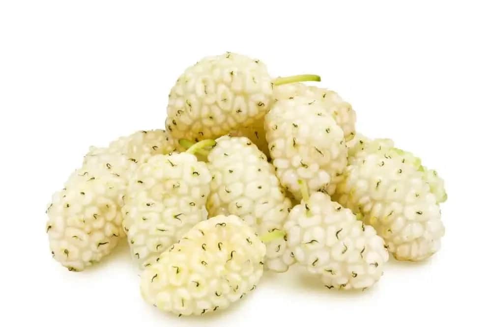 Jak pić herbatę z morwy białej - skuteczne porady i dawkowanie w praktyce