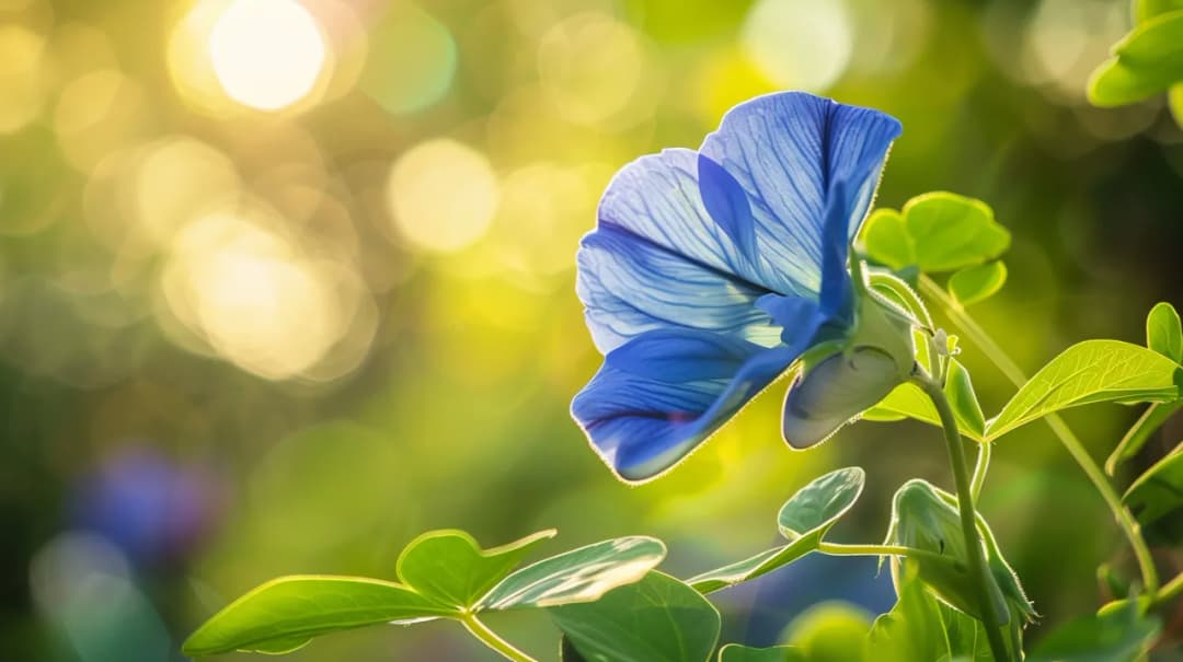Klitoria ternateńska - egzotyczna roślina o wszechstronnych właściwościach