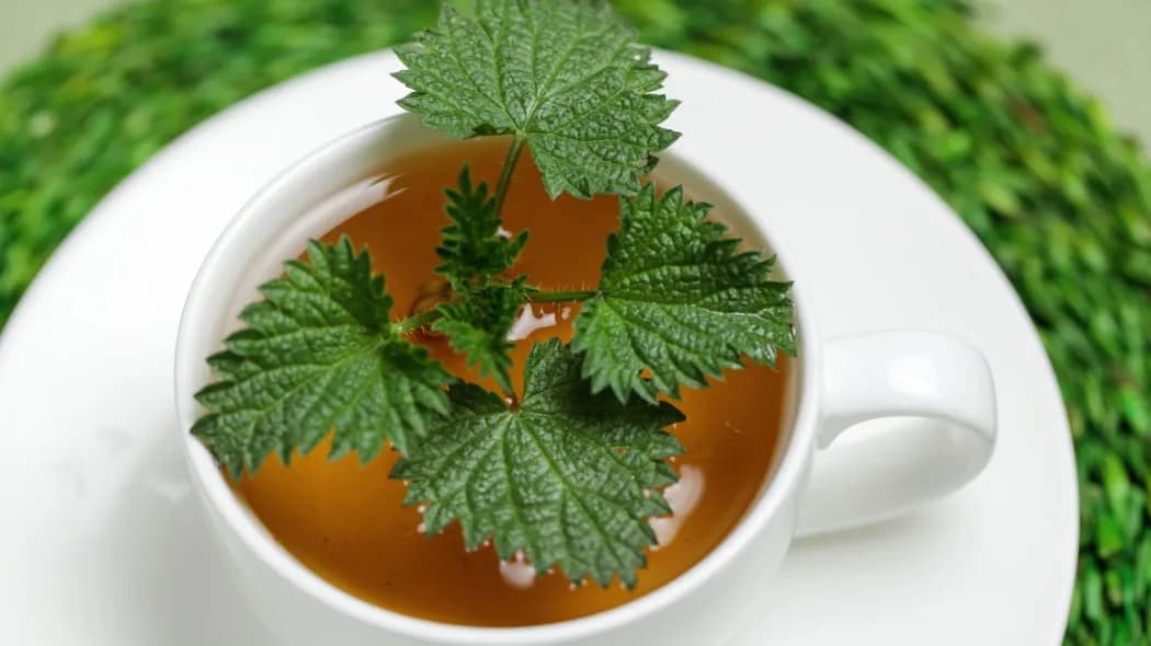 Jak zrobić najlepszą herbatę z pokrzywy: sprawdzony przepis i wskazówki