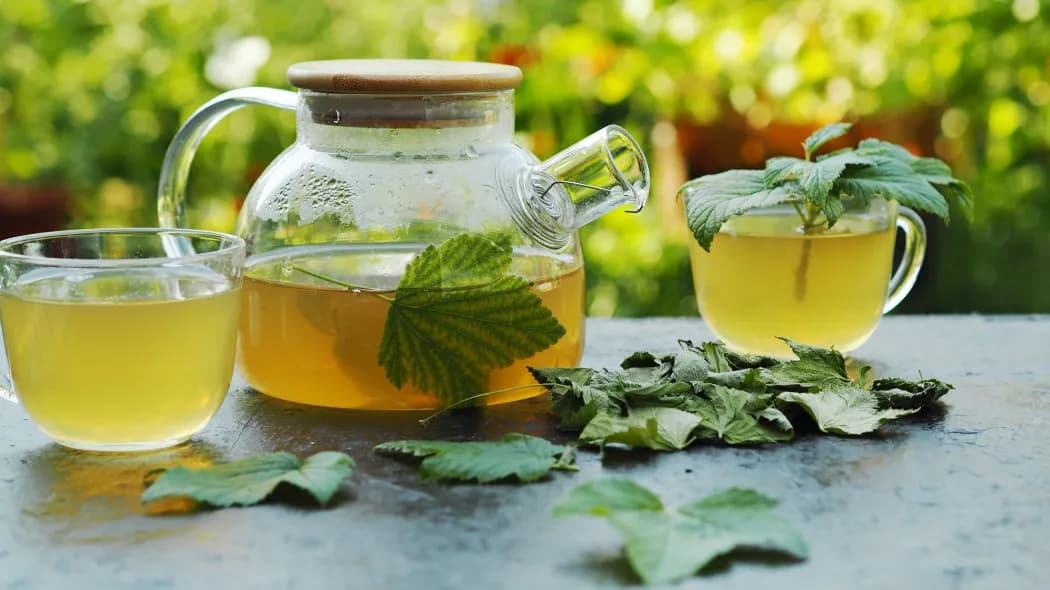 Jak zrobić napar z liści czarnej porzeczki: prosty przepis na domowy lek