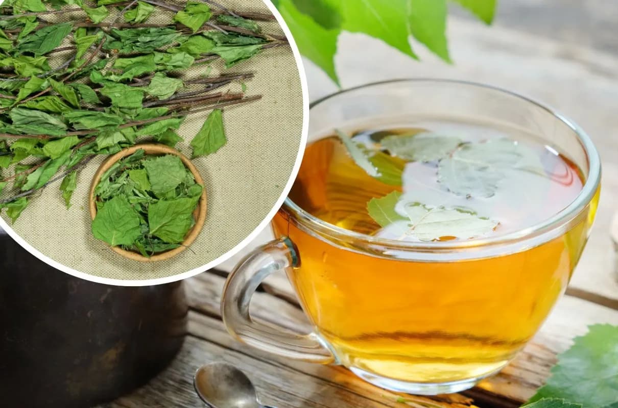 Jak zrobić napar z liści brzozy: prosty przepis krok po kroku na zdrowie