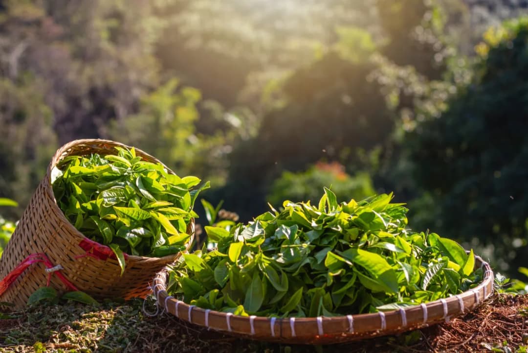 Skąd pochodzi herbata? Poznaj fascynującą historię tego napoju