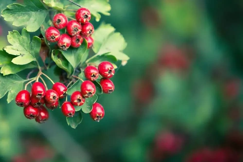 Jak przygotować herbatę z głogu - najlepszy przepis na zdrowy napar