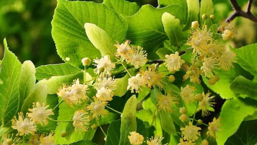 Jak rozpoznać prawdziwy miód lipowy i uniknąć podróbek – praktyczne wskazówki