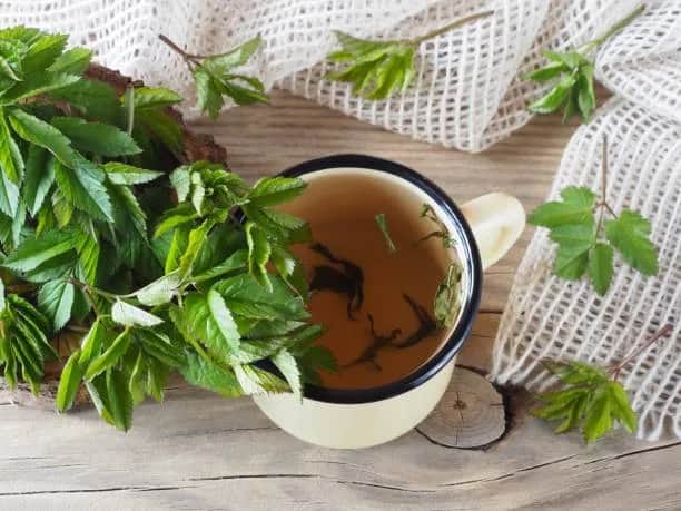 Prosty przepis na domowy napar z podagrycznika - lecznicze właściwości